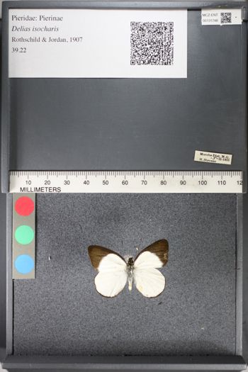 Media type: image;   Entomology 131748